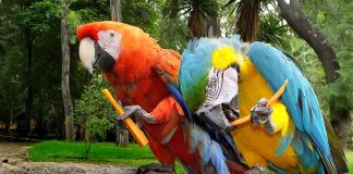 Macaws of two different species have become friends ... and mates.