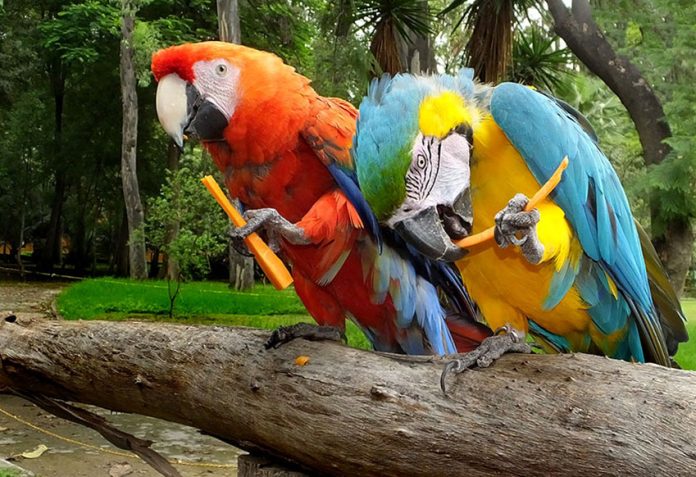 Macaws of two different species have become friends ... and mates.