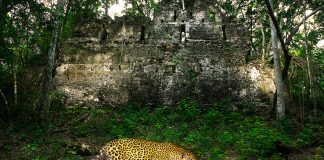 Alejandro Prieto took 100 photos of the elusive jaguar for his project Jaguar Story.