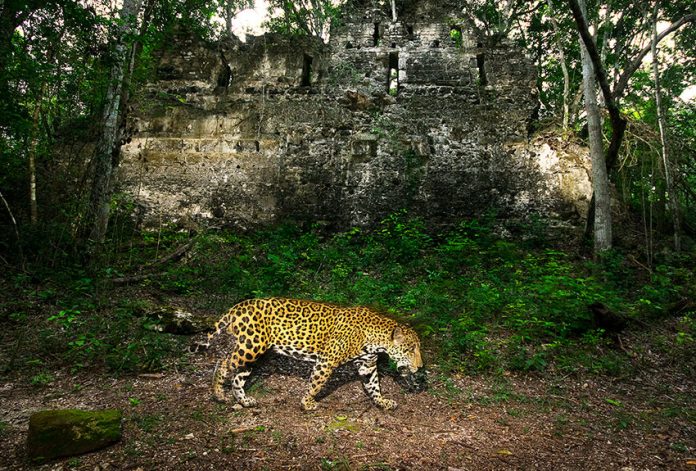 Alejandro Prieto took 100 photos of the elusive jaguar for his project Jaguar Story.