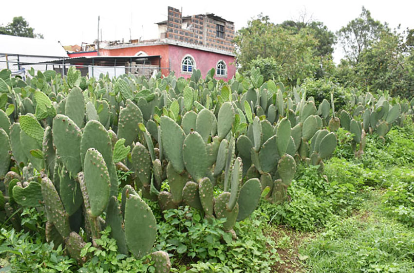 Nopal has been cultivated in the Valley of México for 9,000 years.