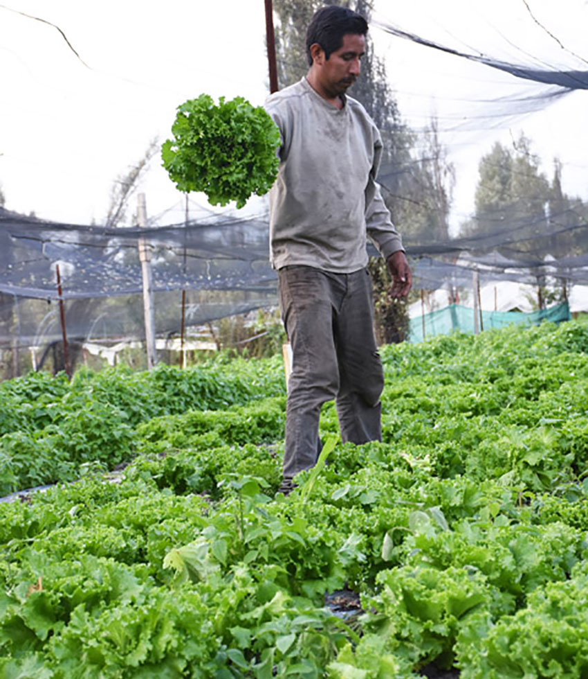 Erick Serralde harvests lettuce, but there aren't many customers.