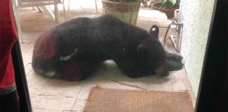 The bear found snoozing outside a home in San Pedro Garza.