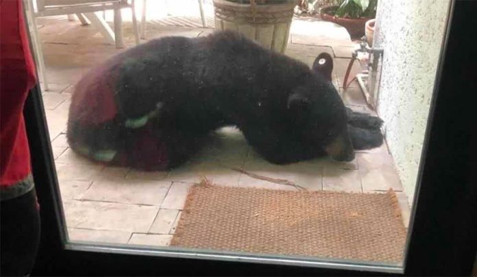 The bear found snoozing outside a home in San Pedro Garza.