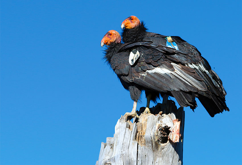 The two condors are among 43 that live in San Pedro Mártir National Park.