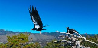 California condors in the San Pedro Mártir Sierra of Baja California.