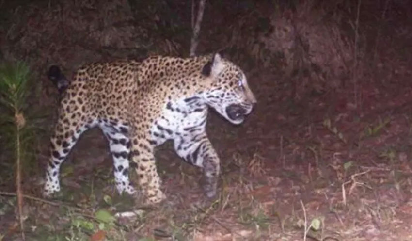 The jaguars have killed several goats and dogs.