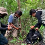 Cameras, drones and traps are being used to capture jaguars in Guerrero.