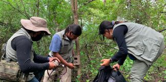 Cameras, drones and traps are being used to capture jaguars in Guerrero.