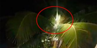 The palm tree in which the elusive nahual was believed to be hiding.