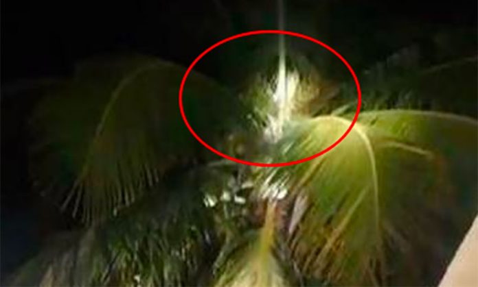 The palm tree in which the elusive nahual was believed to be hiding.