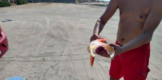 A shark got away with a piece of a fisherman's catch in Los Cabos.