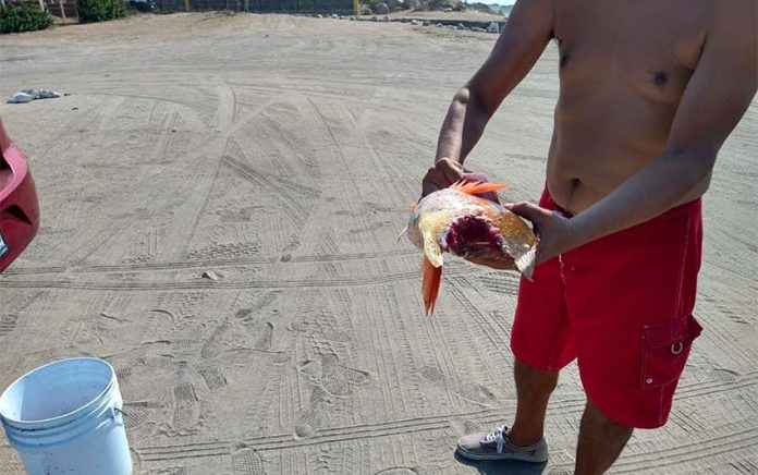 A shark got away with a piece of a fisherman's catch in Los Cabos.