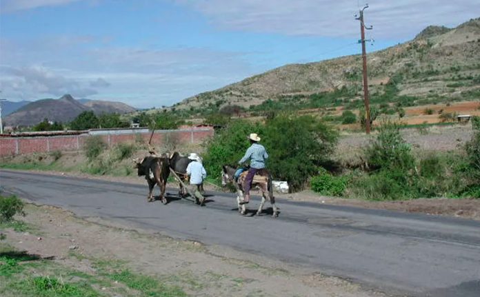 Zapotec farmers return from their ‘milpa,’