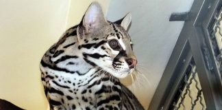 The ocelot without a name will be released at the end of the month.