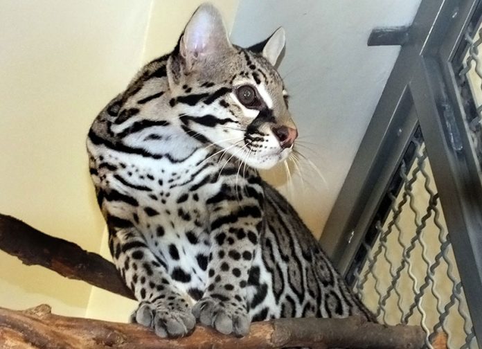 The ocelot without a name will be released at the end of the month.