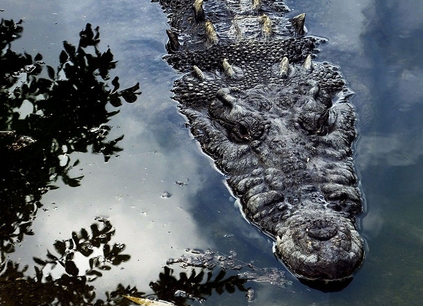 pancho crocodile