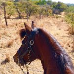 On her horse Pico, Kerry of Chapala is part of a sort-of virtual 100-mile horseback ride.