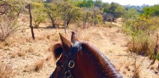 On her horse Pico, Kerry of Chapala is part of a sort-of virtual 100-mile horseback ride.