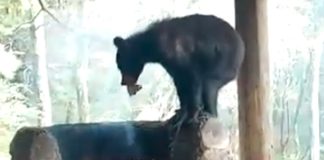 Black bear helps itself to some grilled meat.