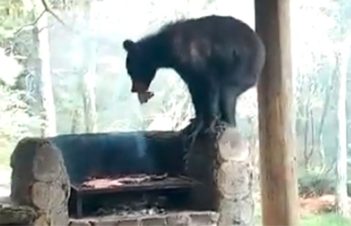 Black bear helps itself to some grilled meat.