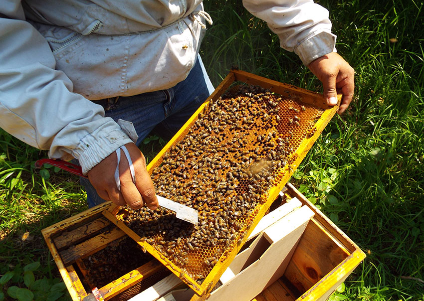 Moreno checks the hives for production levels and any viruses among the bees.