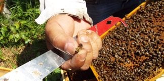 Dante Moreno and a queen bee at Abejas de Barrio.