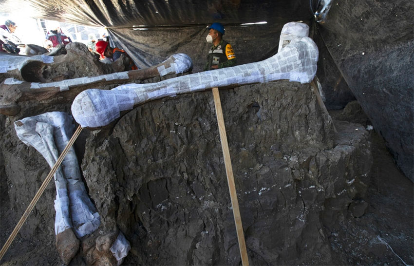 mammoth bones