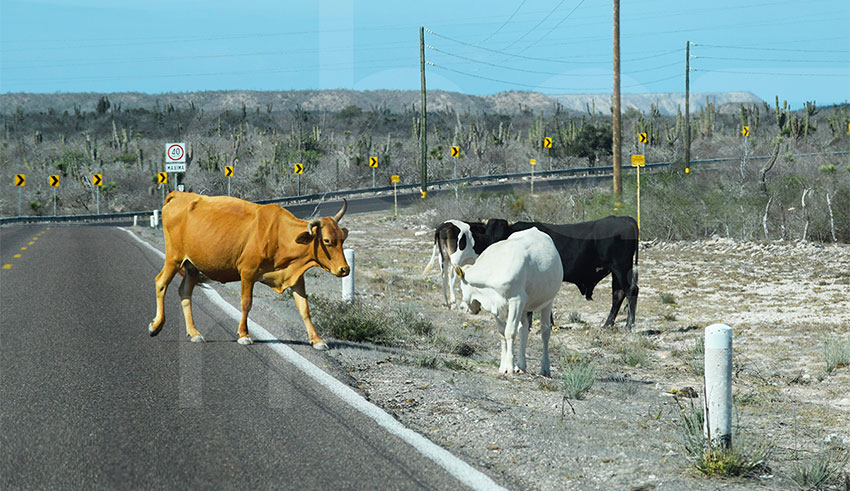 Cattle on the highway in Comondú.