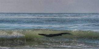 Crocodile in the surf on Thursday afternoon.