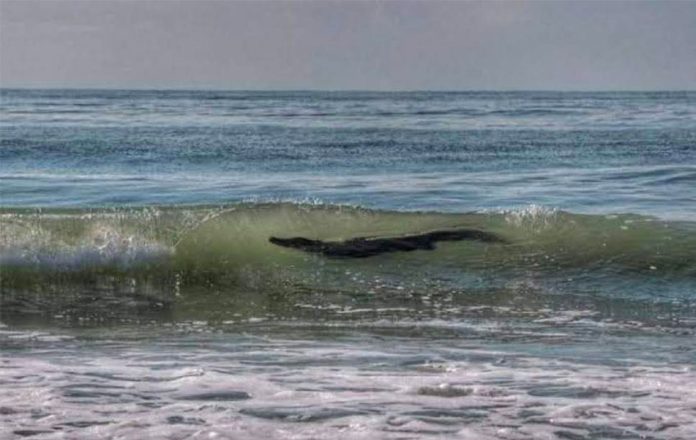 Crocodile in the surf on Thursday afternoon.