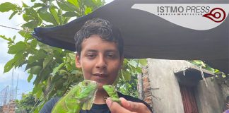 José Francisco Sánchez and two of his iguanas.