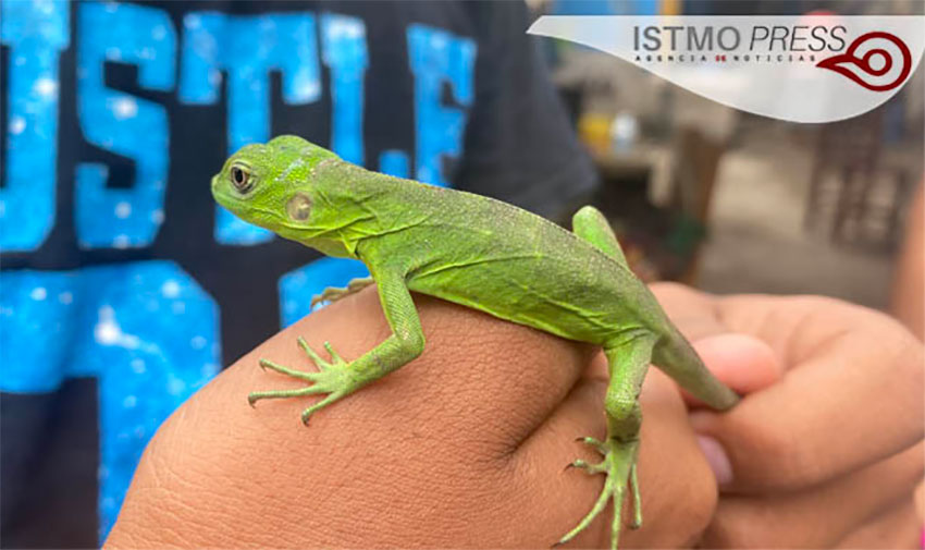 One of José Sánchez's young iguanas.