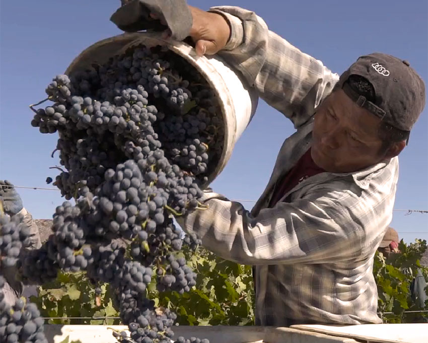 Harvest time at Monte Xanic in Baja California.