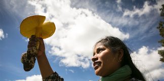 Bautista and a mushroom of the high Mixteca region of Oaxaca.