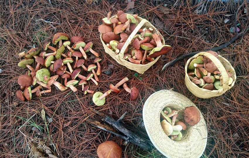 Mushroom harvest in the High Mixteca.