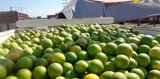 More than half of Mexico's orange harvest comes from Veracruz.