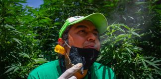 A pot smoker enjoys a joint at Plantón 420.