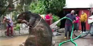 The huge rodent is washed down after it was retrieved from the drainage system.
