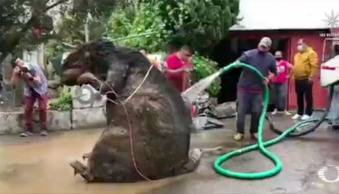 The huge rodent is washed down after it was retrieved from the drainage system.