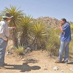 Stealing yucca has increased in the last two years, say communal landowners.