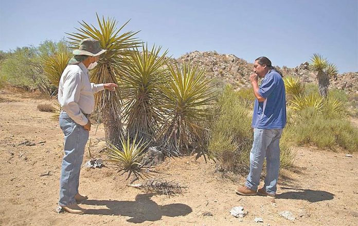 Stealing yucca has increased in the last two years, say communal landowners.