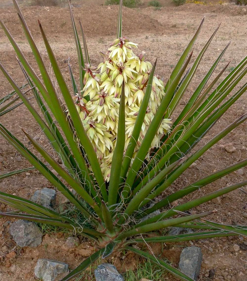 A flowering yucca plant.