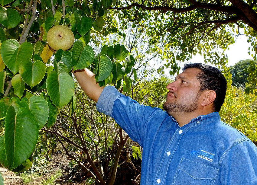 The botanical garden preserves strange species like the sandbox tree, which secretes latex.