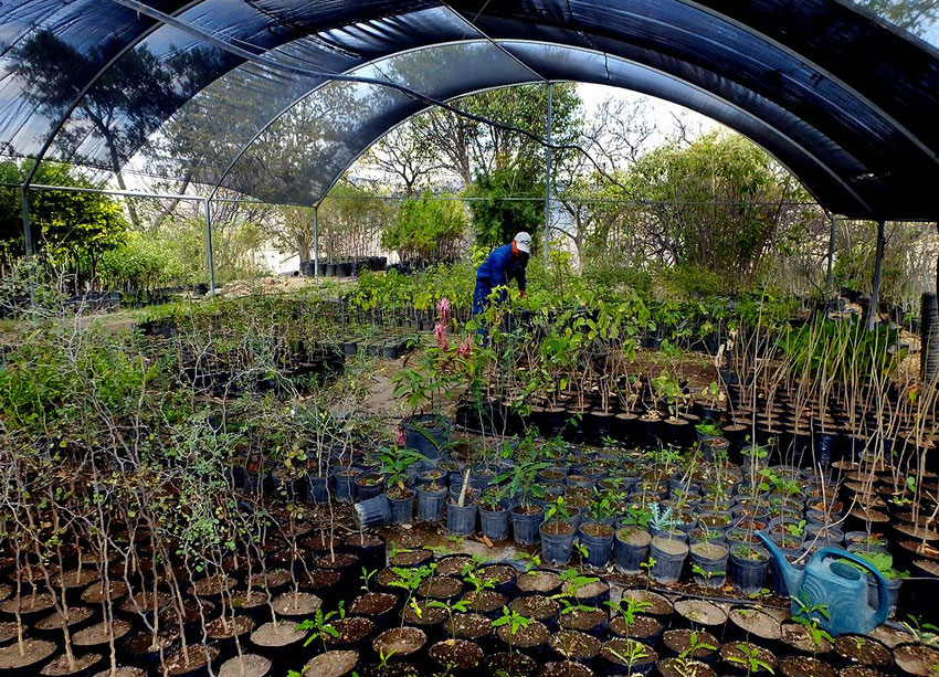 Researchers can visit the Huentitán Botanical Garden to gain access to rare species from around the world.