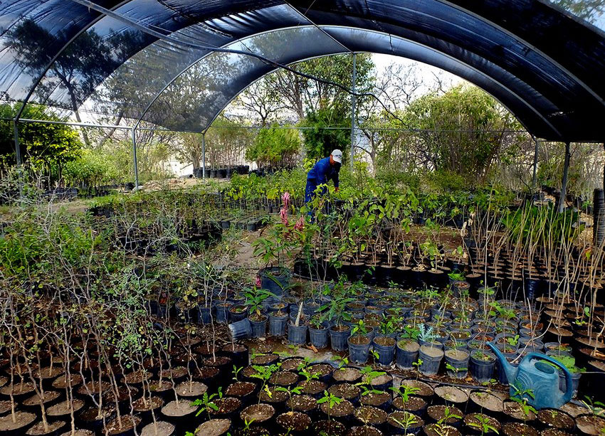 Researchers can visit the Huentitán Botanical Garden to gain access to rare species from around the world.