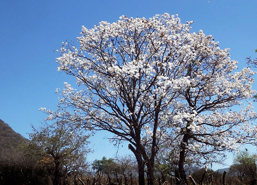 Forgotten Guadalajara botanical garden boasts four climates, 500 species