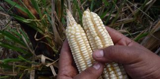Corn from the milpa in Buctzotz, Yucatán.