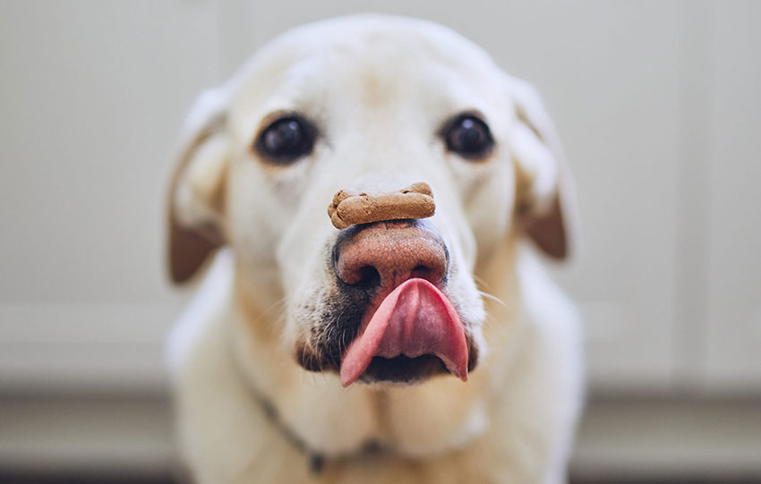Most dog biscuits have a special added ingredient to make Fido's mouth water. 