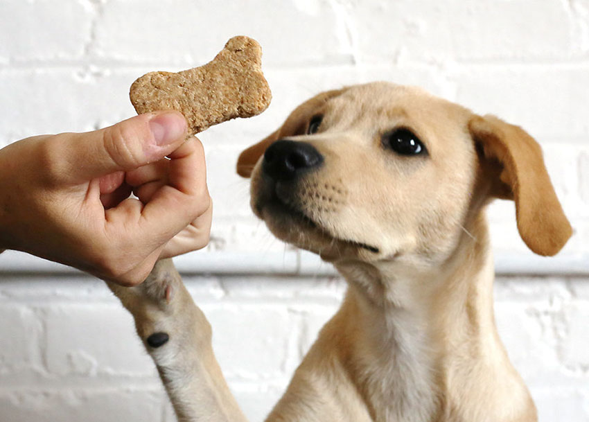 Can Dogs Eat Biscuits? Benefits, Drawbacks, and Precautions!
